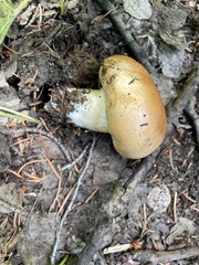 Agaricus julius