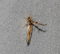 Stathmopoda stimulata