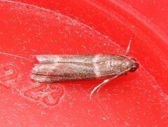Cryptoblabes bistriga