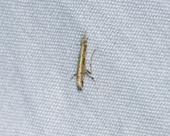 Stomphastis polygoni