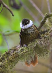 Pseudocolaptes johnsoni