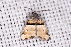 Cobubatha dividua