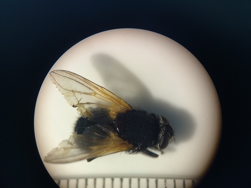 Noon Fly, 9261 Eastermar, Netherlands, photo 9 of 10