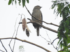 Cotinga maynana