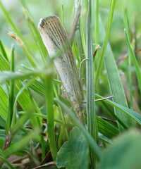 Agriphila straminella