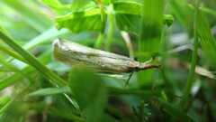 Agriphila straminella