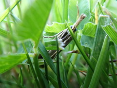 Agriphila straminella