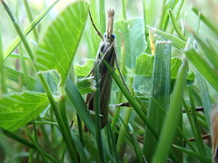 Agriphila straminella