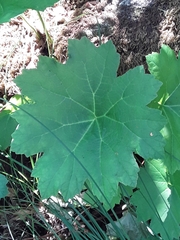 Darmera peltata