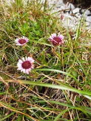 Erigeron glabratus
