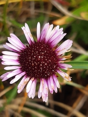 Erigeron glabratus
