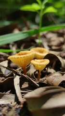 Crepidotus subfulviceps