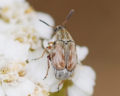 Acanthoscelides pallidipennis