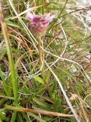 Erigeron glabratus