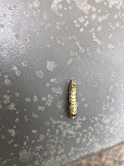 Diloba caeruleocephala