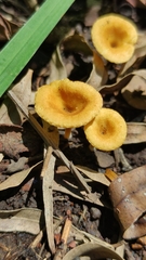 Crepidotus subfulviceps