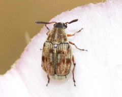 Acanthoscelides pallidipennis