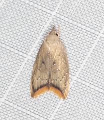 Parocystola leucospora