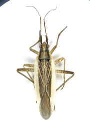 Stenodema holsata