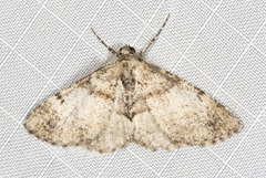 Syneora adelphodes