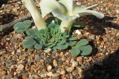 Oxalis pulchella