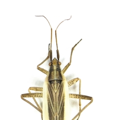 Stenodema holsata