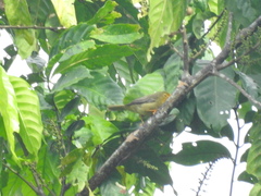 Metopothrix aurantiaca