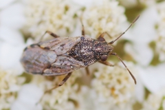 Nysius ericae