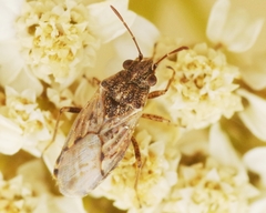 Nysius ericae