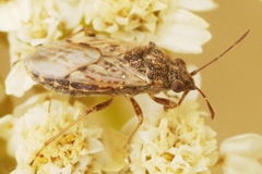Nysius ericae