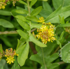 Rorippa palustris palustris