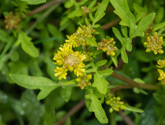 Rorippa palustris palustris