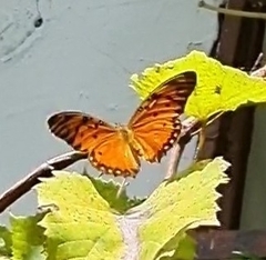 Dione vanillae