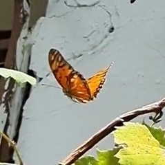 Dione vanillae