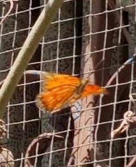 Dione vanillae