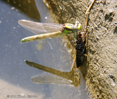 Ophiogomphus bison