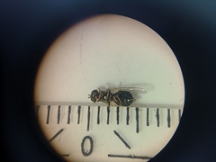 Microchrysa flavicornis