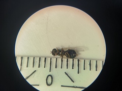 Microchrysa flavicornis