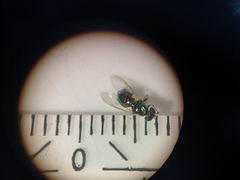 Microchrysa flavicornis