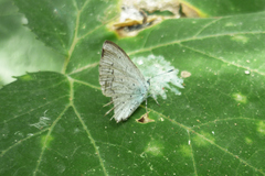 Celastrina argiolus