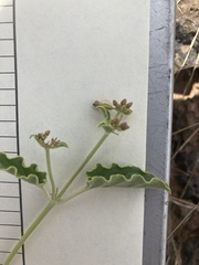 Acleisanthes chenopodioides