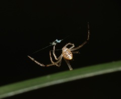 Thwaitesia margaritifera