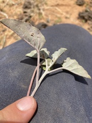 Acleisanthes chenopodioides