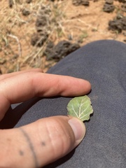 Acleisanthes chenopodioides