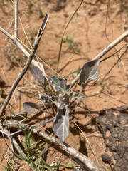 Acleisanthes chenopodioides