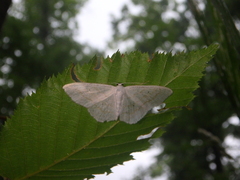 Scopula subpunctaria