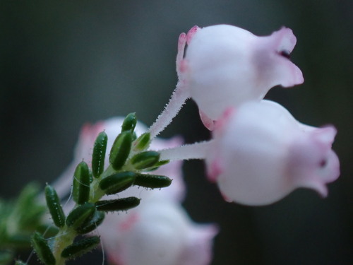 Image of Erica tragulifera by (c) Ren Hoekstra, some rights reserved (CC BY)