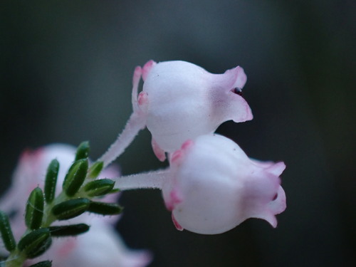 Image of Erica tragulifera by (c) Ren Hoekstra, some rights reserved (CC BY)