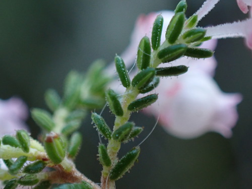Image of Erica tragulifera by (c) Ren Hoekstra, some rights reserved (CC BY)