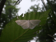 Scopula subpunctaria